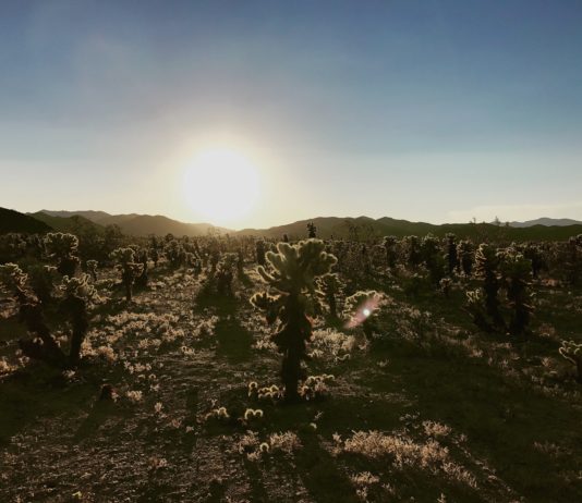 Free National Park Passes For 4th Graders