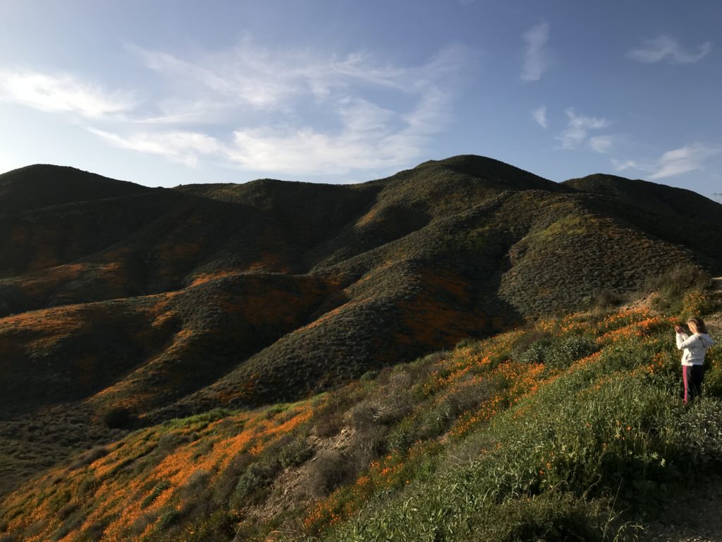 It’s Wildflower Season in Southern California. Will The Rainy Winter Cause A Superbloom?